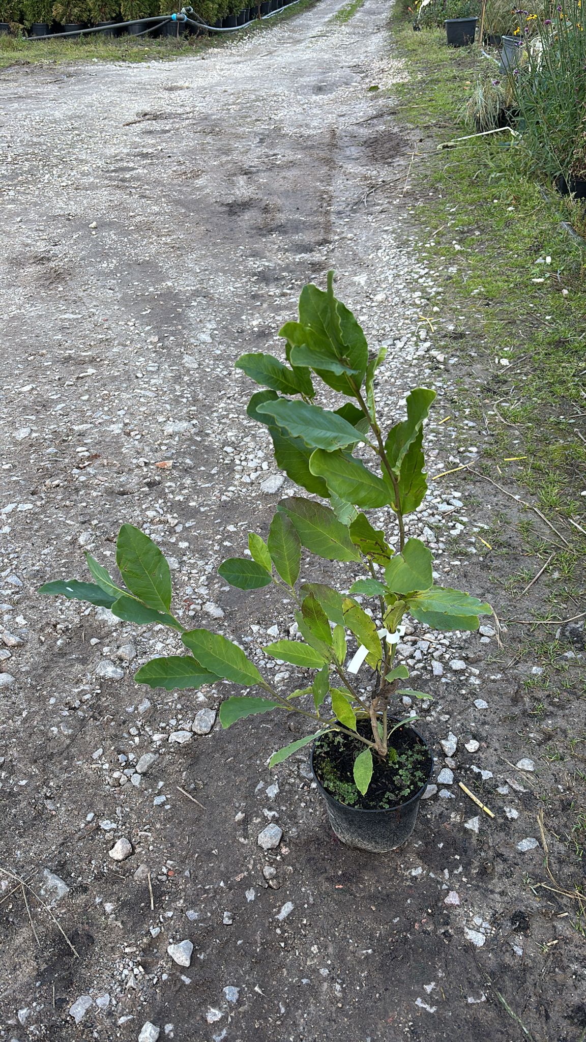 Магнолия стеллата